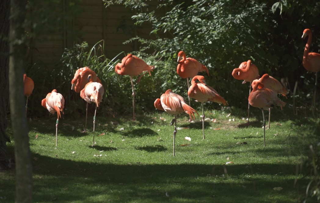 A flock of flamingoes in the water at Birdland showing things to do in the cotswolds