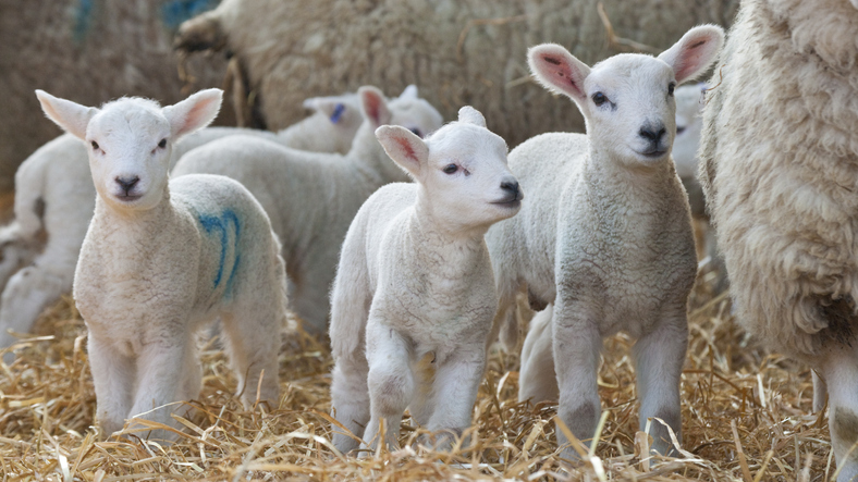 New born lambs on a farm in springtime showing things to do in the Cotswolds