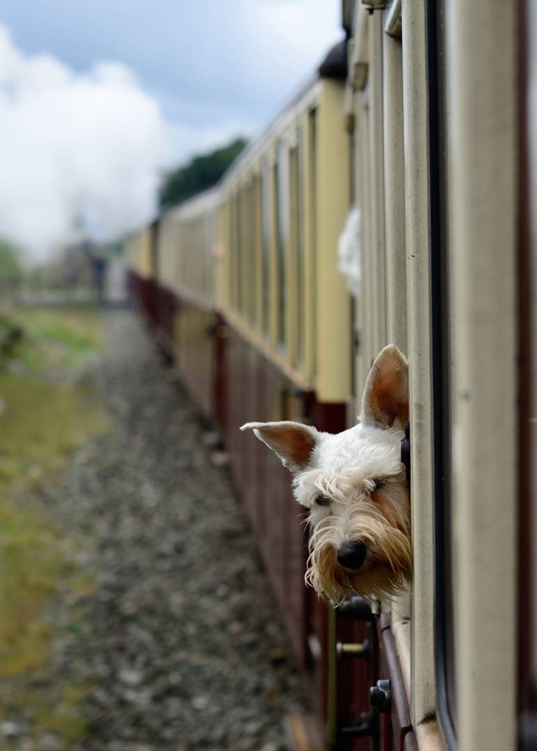 Dog looking out of a steam train window