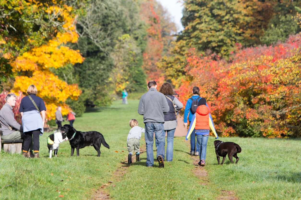A small group of people with dogs walking through a park with dogs in autumn