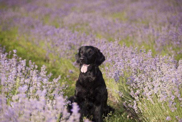 CuBlack flat coated retriever in a beautiful purple lavender field.