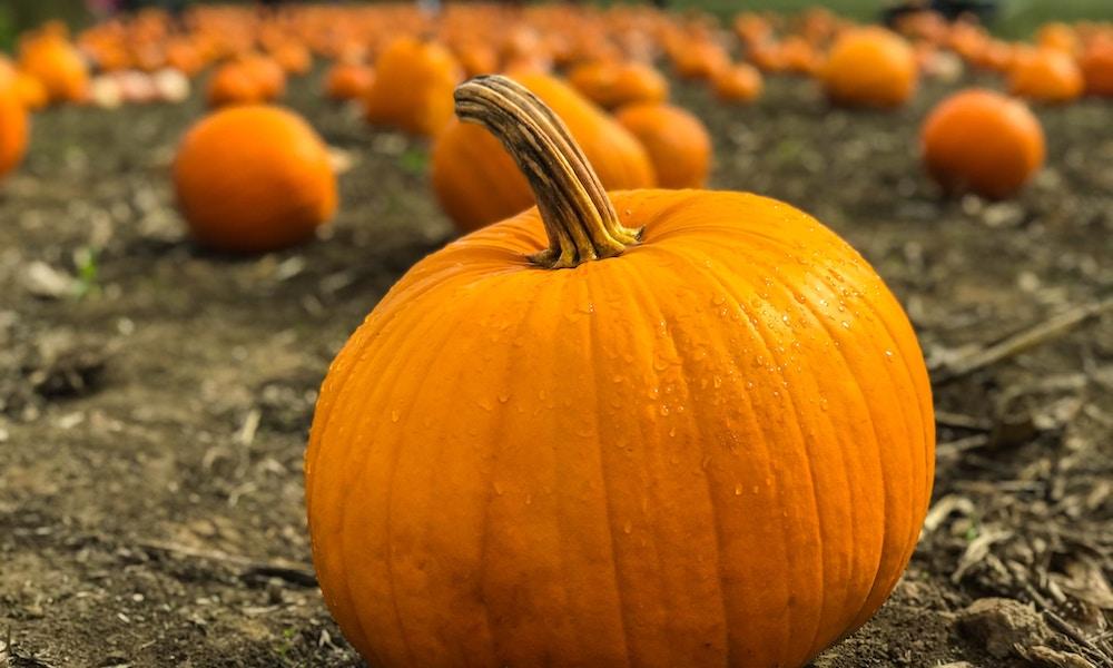 Photo of a pumpkin in a pumpkin patch Halloween activities for autumn half term