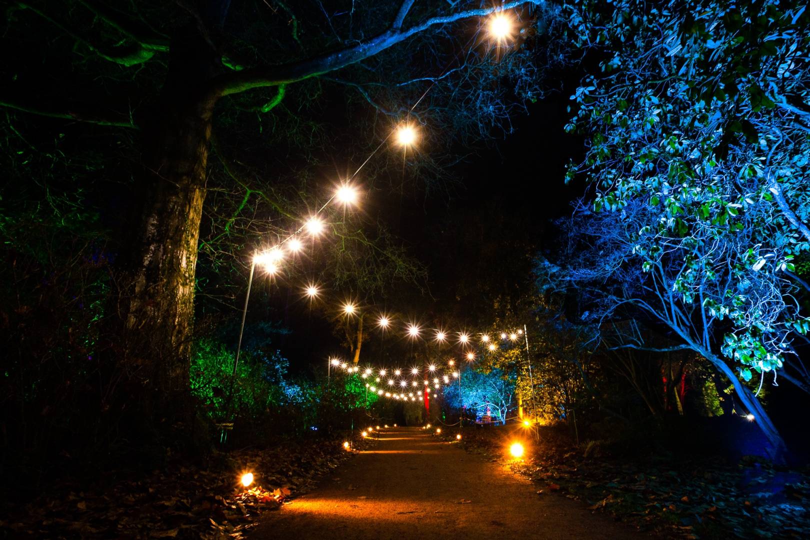 Christmas in the Cotswolds. Illuminated path in the dark at Westonbirt Arboretum.